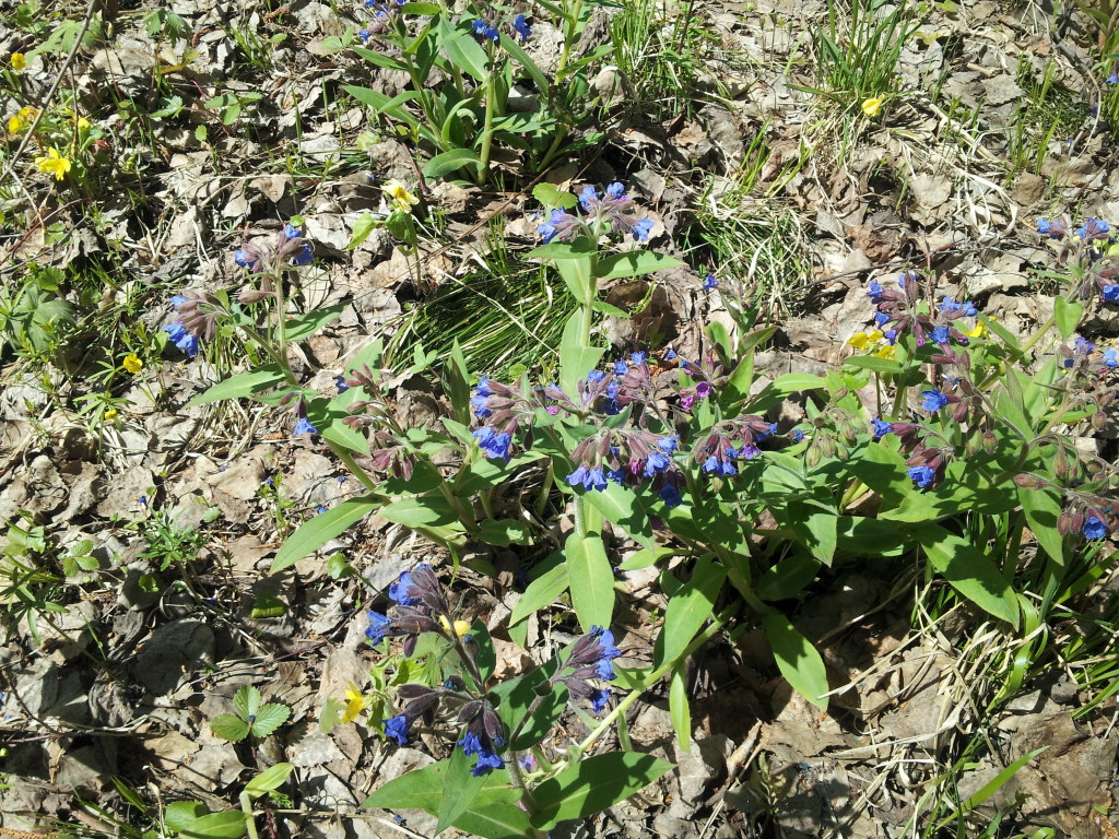 I love the wildflowers!