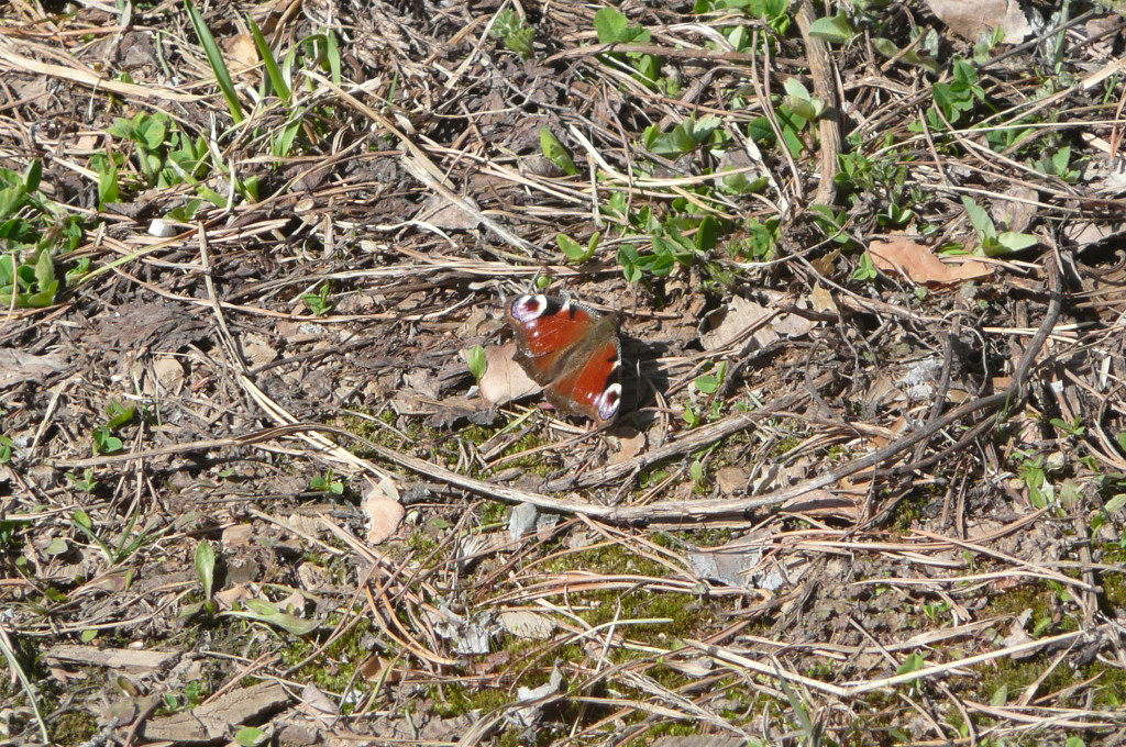 The beginnings of spring